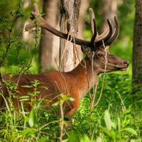 rood hert, cervus elaphus foto