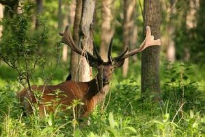 rood hert, cervus elaphus foto