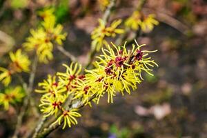 bloem van hazelaar heks struik, hamamelis virginiana in vroeg de lente. hamamelis heeft prachtig geel bloemen in vroeg de lente. foto