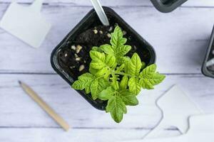 een pot met een tomaat spruit, turf potten voor zaailingen foto