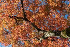 esdoorn in de herfst foto