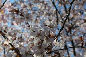 mooi Chinese Pruim bloem in tuin foto