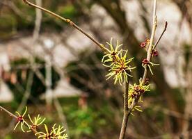 bloem van hazelaar heks struik, hamamelis virginiana in vroeg de lente. hamamelis heeft prachtig geel bloemen in vroeg de lente. foto