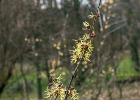 bloem van hazelaar heks struik, hamamelis virginiana in vroeg de lente. hamamelis heeft prachtig geel bloemen in vroeg de lente. foto