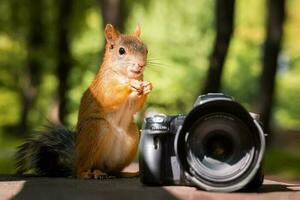 Euraziatisch eekhoorns- sciurus vulgaris met camera foto