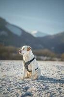 labrador portret foto's in liptov, fotoshoot met hond, Slowakije 04.04.2023 foto