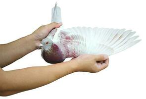 hand- Holding homing duif vleugel geïsoleerd wit achtergrond foto
