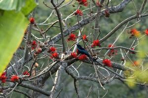 haar-kuif drongo of dicrurus hottentotus opgemerkt in rongtong in west Bengalen foto