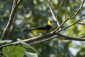 sultan tit of melanochloor sultanië opgemerkt in rongtong in west Bengalen, Indië foto