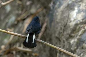 witstaart Robin of myiomela leuk opgemerkt in rongtong in west Bengalen, Indië foto