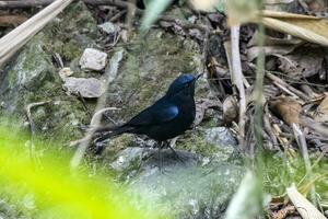 witstaart Robin of myiomela leuk opgemerkt in rongtong in west Bengalen, Indië foto