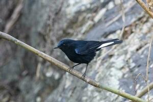 witstaart Robin of myiomela leuk opgemerkt in rongtong in west Bengalen, Indië foto