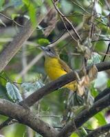 witkeel bulbul of alofoixus flaveolus gezien in rongtong in west Bengalen foto