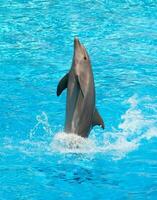 delfino presteert in een zwemmen zwembad. foto