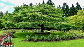 muntingia calabura, Jamaica kers boom foto