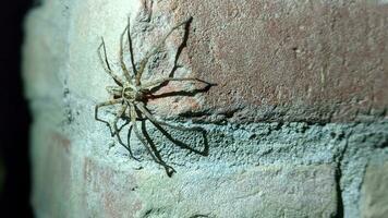 huiselijk of huis spin, portret detailopname schieten. weinig licht vastleggen met flash licht tegenaria domestica, binnen de veranda van een huisje, Aan haar web tussen een muur foto