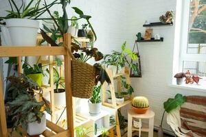 rekken met een groep van binnen- planten in de interieur. kamerplant groeit en zorgzaam voor binnen- plant, groen huis foto