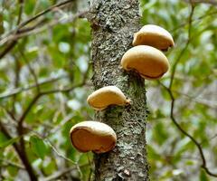 berk polypore champignons groeit Aan een boom foto