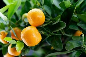 de calamondin oranje nitro fortunella macrocarpa is een hybride van mandarijn- een cumquat foto