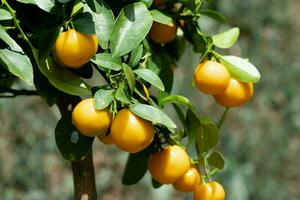 de calamondin oranje nitro fortunella macrocarpa is een hybride van mandarijn- een cumquat foto