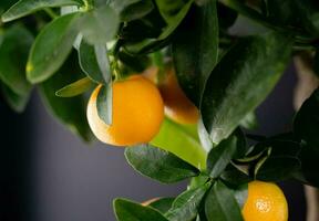 de calamondin oranje nitro fortunella macrocarpa is een hybride van mandarijn- een cumquat foto