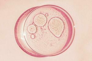 Petri gerecht. petri's kop met vloeistof. chemisch elementen, olie, cosmetica. gel, water, moleculen, virussen. detailopname. Aan een roze achtergrond. foto