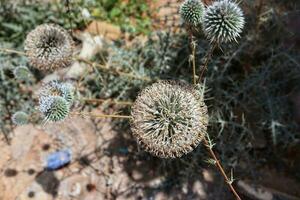 echinops sphaerocephalus Aan langs de weg, geweldig wereldbol distel, echinops banaticus ster vorst foto