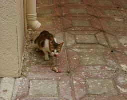 bruin en wit kat Aan voetpad en aan het kijken omhoog en naar beneden in straat, kat aan het eten vlees foto