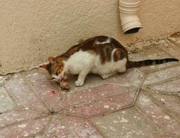 bruin en wit kat Aan voetpad en aan het kijken omhoog en naar beneden in straat, kat aan het eten vlees foto