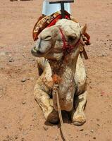 kameel zittend Aan zand ,dichtbij omhoog van kameel met mond open, kameel kauwen met zijn mond breed open, kameel maakt verschillend vormen van gezicht, klaar voor rijden foto