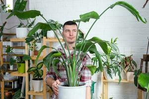 Mens fabriek fokker houden in hand- huis planten strelitzia in pot van haar verzameling Bij huis Aan de planken. zoeken voor ongedierte, zorg, water geven, meststoffen. huis Bijsnijden productie foto