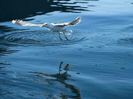 meeuwen duurt uit in de fjord. water druppels plons in dynamisch beweging van zee vogel. foto