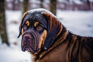 portret van een mooi hond ras mastiff in de park. generatief ai foto