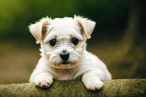 schattig jack Russell terriër. portret van een mooi jack Russell terriër hond spelen in de park. generatief ai foto