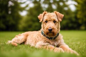 portret van een mooi airedale terriër hond in de park. generatief ai foto