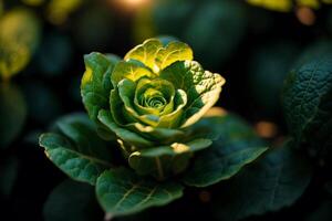 dichtbij omhoog van vers groen sla fabriek groeit in biologisch groente tuin. vegetarisch voedsel. vegetarisme en gezond aan het eten. gezond voedsel concept. generatief ai foto