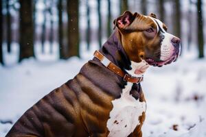 portret van een mooi hond ras Amerikaans pit stier terriër in de park. Amerikaans pitbull. generatief ai foto