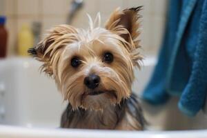 het wassen huisdier. schattig hond in bad met shampoo schuim. generatief ai foto