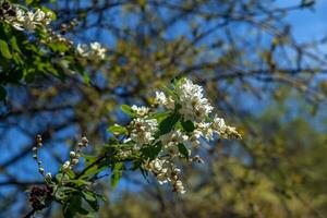 bloeiend Afdeling van exochorda korolkowii in de lente. exochorda albertii is een struik roos inheems naar Azië. foto