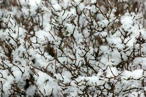 jasmijn struik onder de sneeuw in winter. de kaal takken van de fabriek zijn gedekt met pluizig sneeuw. de Latijns naam is philadelphus lemoine of philadelphus ik. foto