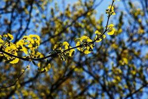 vers helder groen bladeren van ginkgo biloba tegen de blauw lucht. takken van een ginkgo boom in de botanisch tuin van de dnjepr in Oekraïne. foto