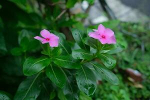 foto van roze bloemen Aan vers groen bladeren