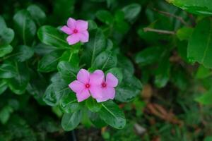 foto van roze bloemen Aan vers groen bladeren