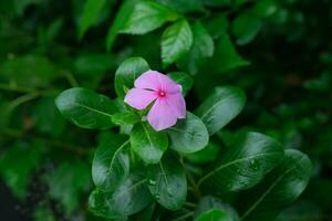 foto van roze bloemen Aan vers groen bladeren