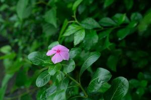 foto van roze bloemen Aan vers groen bladeren