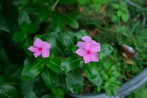 foto van roze bloemen Aan vers groen bladeren