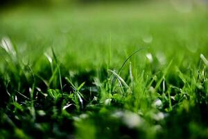 groen gazon gras detailopname van de bladeren van de gras. natuur behoud zonder milieu vervuiling, schoon lucht foto