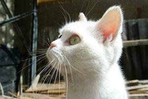 schattig Perzisch zuiver wit kat is poseren in de huis tuin foto