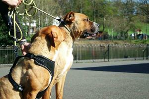 mooi hond Aan wandelen Bij een lokaal park foto