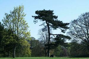 mooi visie van bomen en takken Bij lokaal openbaar park van luton stad- van Engeland foto